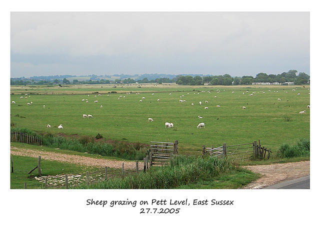 Sheep on Pett Level - East Sussex - 27.7.2005