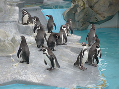 Die Pinguine im Kölner Zoo