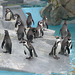 Die Pinguine im Kölner Zoo