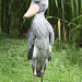Schuhschnabel / Shoe-billed Stork
