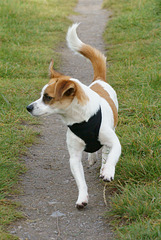 Jack Russell Clifford DSC02805