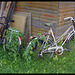 Abandoned bicycles