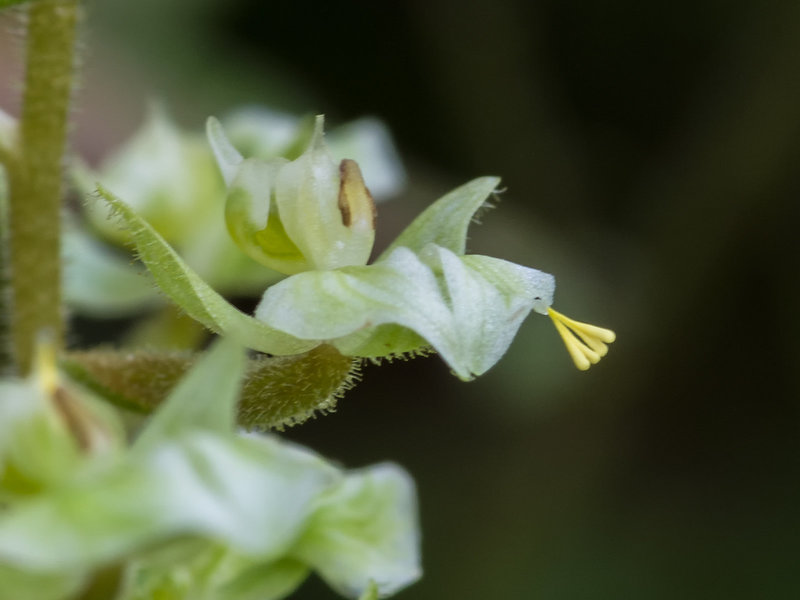 Ponthieva racemosa (Hairy Shadow-witch orchid) with attached pollinia