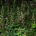 Ponthieva racemosa (Hairy Shadow-witch orchid)