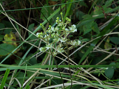 Ponthieva racemosa (Hairy Shadow-witch orchid)