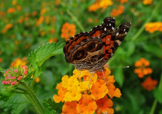 American Lady butterfly on Lantana