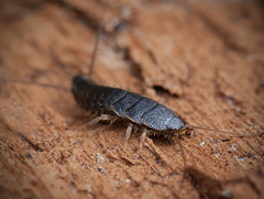 Lovely Little Pest, the Silverfish