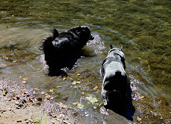 Unleashed ! Flicka & Lucas playing in the Traventine Creek 24-9-13
