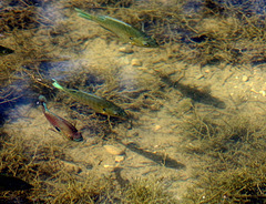 16 Fish in the Traventine Creek 24-9-13
