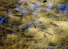 17 Fish in the Traventine Creek 24-9-13