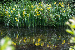 20140520 3497VRAw [D~DU] Sumpf-Schwertlilie (Iris pseudacorus), 6-Seenplatte, DU-Wedau