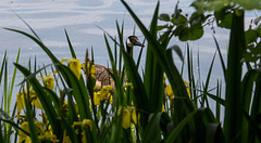 20140520 3495VRAw [D~DU] Kanadagans (Branta canadensis), Sumpf-Schwertlilie (Iris pseudacorus), 6-Seenplatte, Duisburg-Wedau