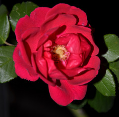 Une rose rouge