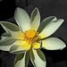 FREJUS: Une fleur de lotus (Nelumbo nucifera Gaertn.)