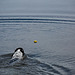 20140520 3446VRAw [D~DU] Rettungshund, 6-Seenplatte, DU-Wedau