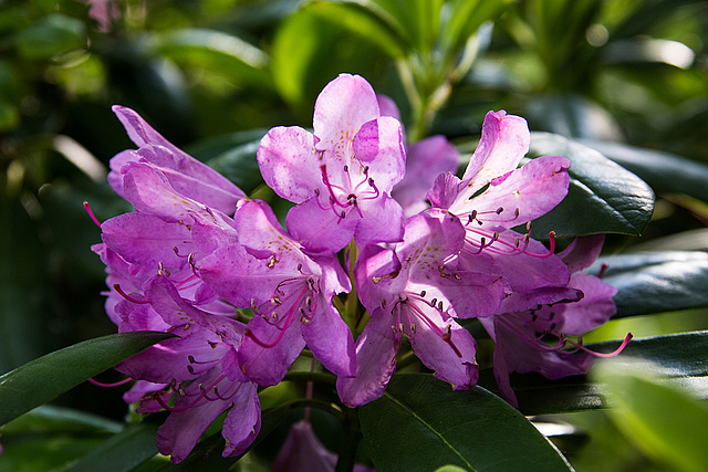 20140520 3418VRAw [D~DU] Rhododendron, 6-Seenplatte, DU-Wedau