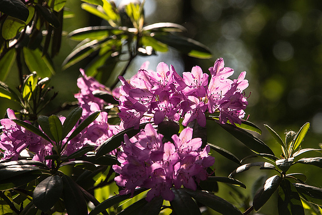 20140520 3417VRAw [D~DU] Rhododendron, 6-Seenplatte, DU-Wedau
