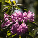 20140520 3417VRAw [D~DU] Rhododendron, 6-Seenplatte, DU-Wedau
