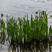 20140520 3413VRAw [D~DU] Sumpf-Schwertlilie (Iris pseudacorus), 6-Seenplatte, DU-Wedau
