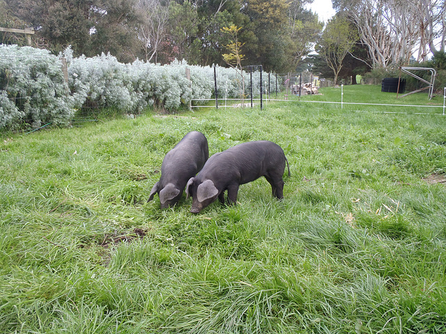 arrival of the new piglets