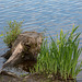 20140520 3402RAw [D~DU] Sumpf-Schwertlilie (Iris pseudacorus), 6-Seenplatte, DU-Wedau