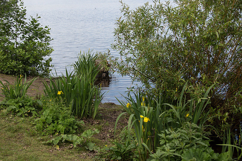 20140520 3401RAw [D~DU] Sumpf-Schwertlilie (Iris pseudacorus), 6-Seenplatte, DU-Wedau