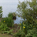20140520 3401RAw [D~DU] Sumpf-Schwertlilie (Iris pseudacorus), 6-Seenplatte, DU-Wedau