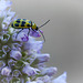 Another Cucumber Beetle on a ?Thyme? Flower