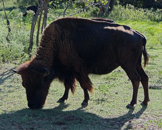 54 The Bison of the Chickasaw State Park
