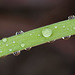 Top-Down View of Droplets on Iris Leaf