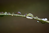 Side View of Droplets on a Wild Iris Leaf (with 5 inset images!)