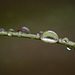 Side View of Droplets on a Wild Iris Leaf (with 5 inset images!)