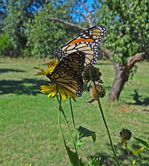 Two Monarch butterflies (Danaus plexippus) 30-9-2013