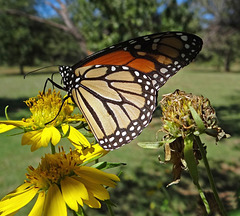 183 Monarch butterfly (Danaus plexippus) 30-9-2013