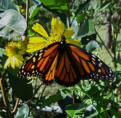 184 Monarch butterfly (Danaus plexippus) 30-9-2013