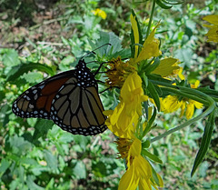 187 Monarch butterfly (Danaus plexippus) 30-9-2013