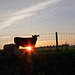 sunset cow