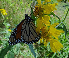 188 Monarch butterfly (Danaus plexippus) 30-9-2013