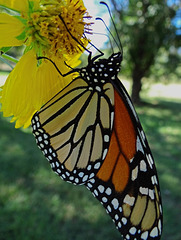 190 Monarch butterfly (Danaus plexippus) 30-9-2013