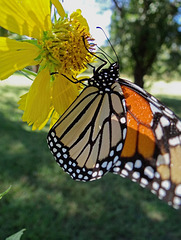 191 Monarch butterfly (Danaus plexippus) 30-9-2013