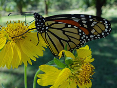 192 Monarch butterfly (Danaus plexippus) 30-9-2013
