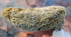 Fossilised bone from England