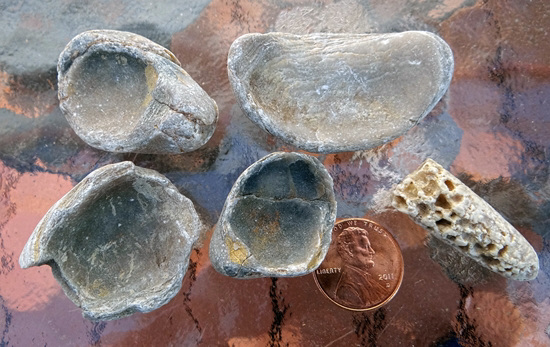 Inside of fossil shells (Giganticus Productus) from the Derbyshire England limestones