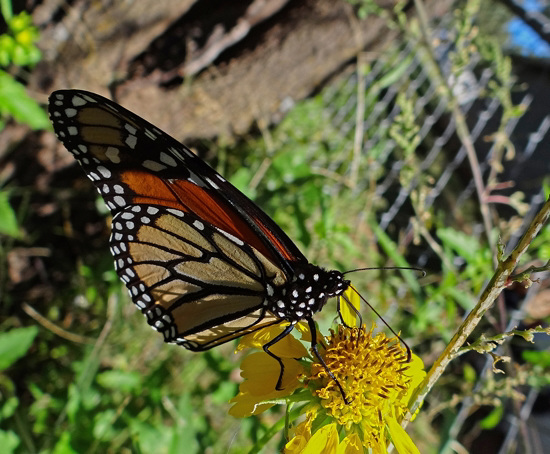 196 Monarch butterfly (Danaus plexippus) 30-9-2013