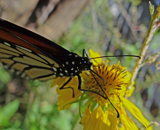 197 Monarch butterfly (Danaus plexippus) 30-9-2013