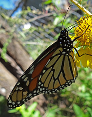 198 Monarch butterfly (Danaus plexippus) 30-9-2013