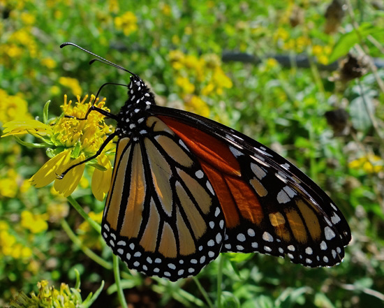 Danaus plexippus ( Monarch butterfly )30-9-2013