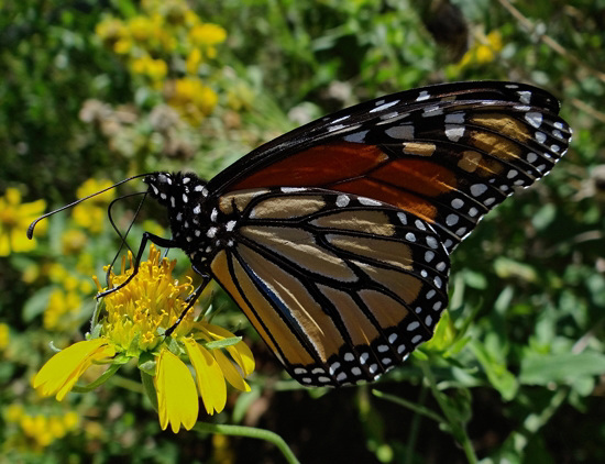Monarch butterfly (Danaus plexippus) 30-9-2013