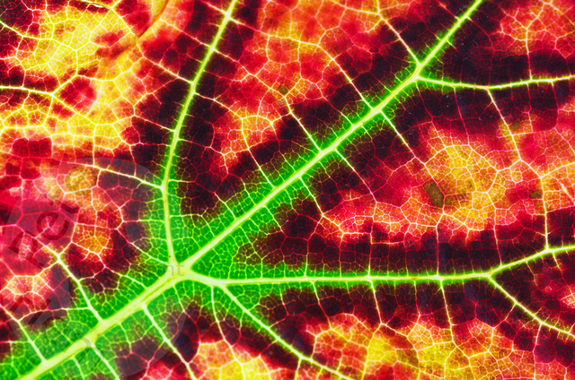 Vine leaf and veins Vine leaf and veins