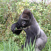 Gorillas im Grünen - Kibo (Wilhelma)